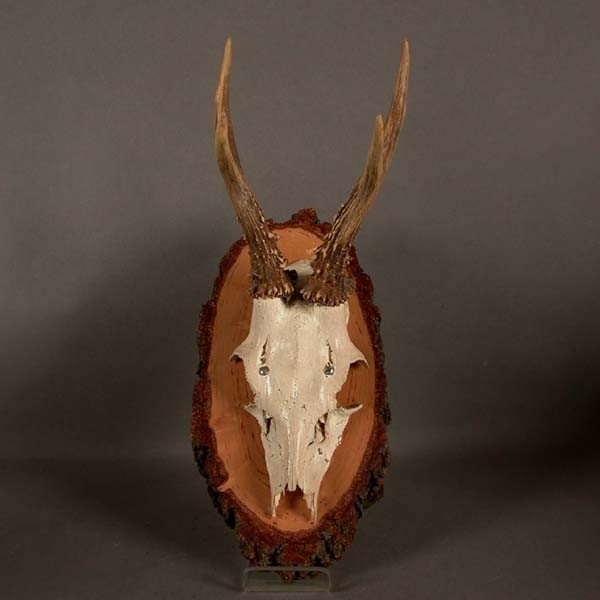 Antler / Horn of deer....