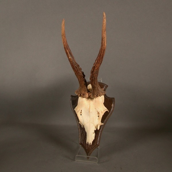 Antler / Horn of deer....