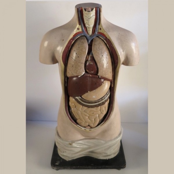 Anatomie Lehrmodell 1920 -...