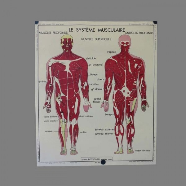 Vintage human anatomy...