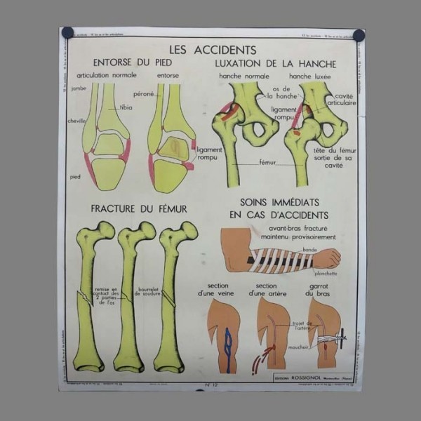 Vintage human anatomy...